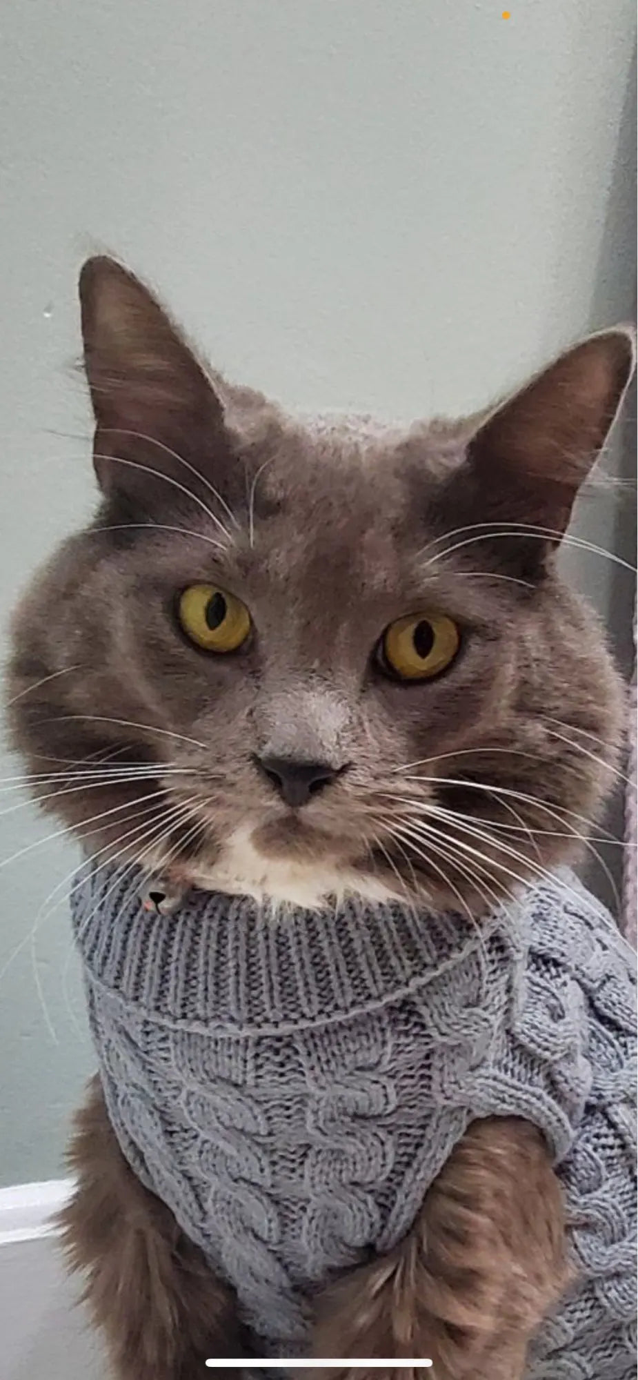 Knitted Dog & Cat Sweater