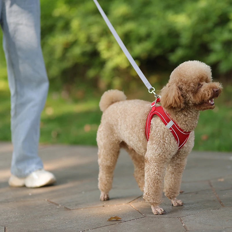 Adjustable Dog Harness & Leash Set – Small Dogs & Cats