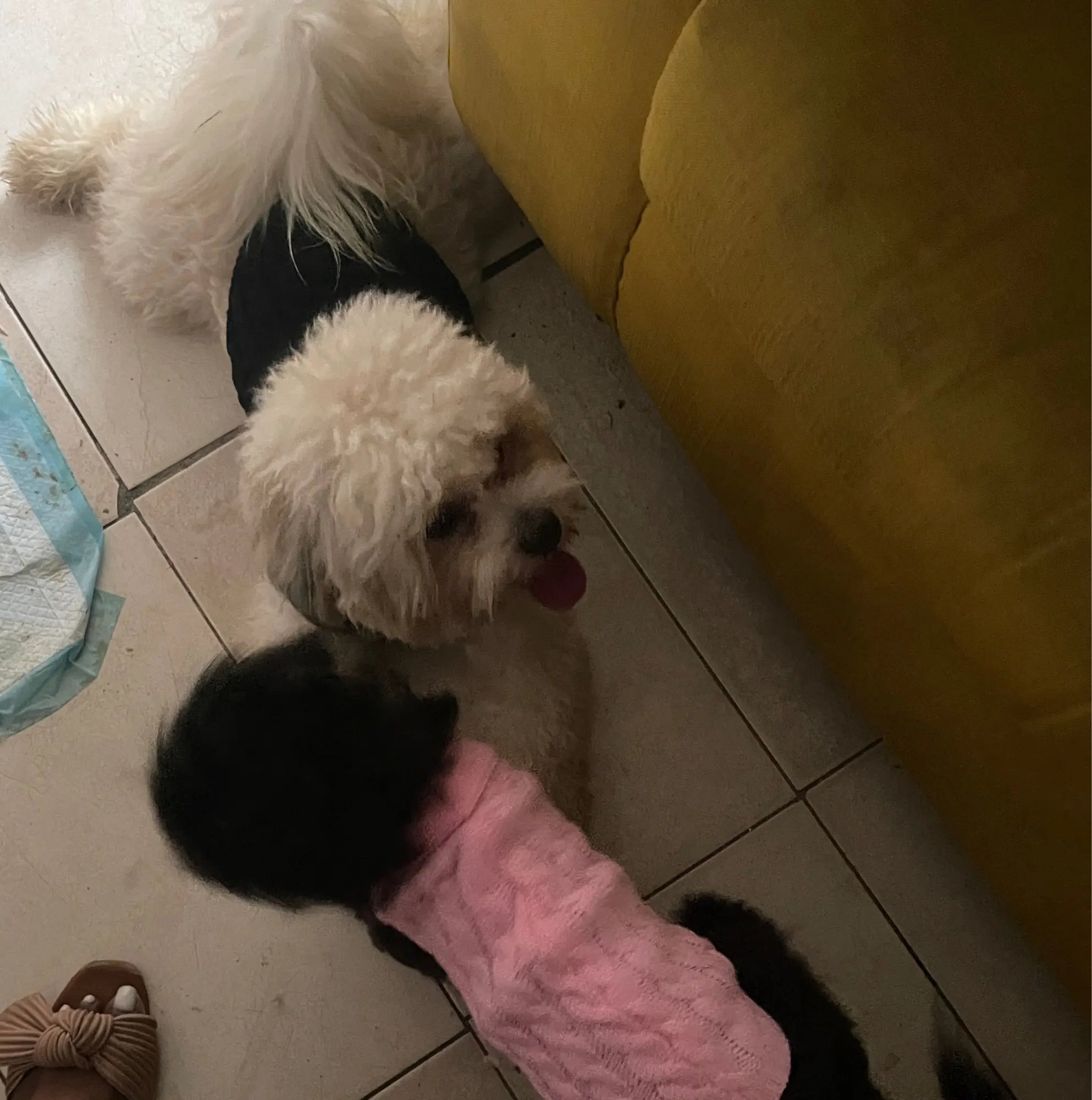 Knitted Dog & Cat Sweater