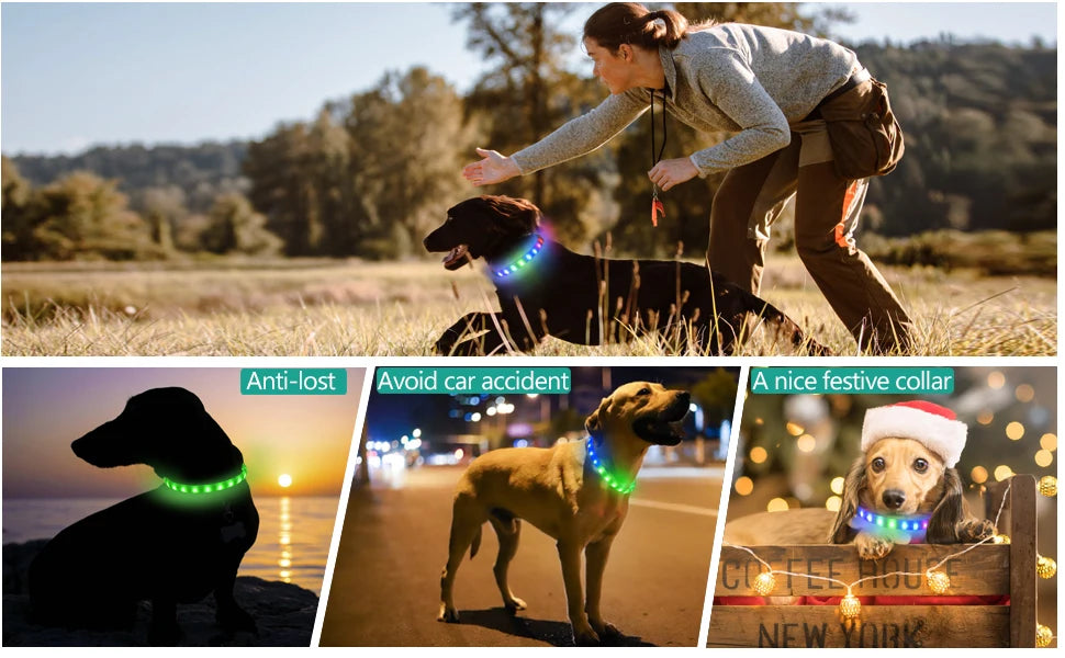 LED Luminous Dog Collar – USB Rechargeable Waterproof