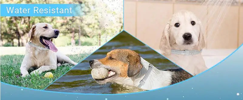 Calming Pheromone Collar