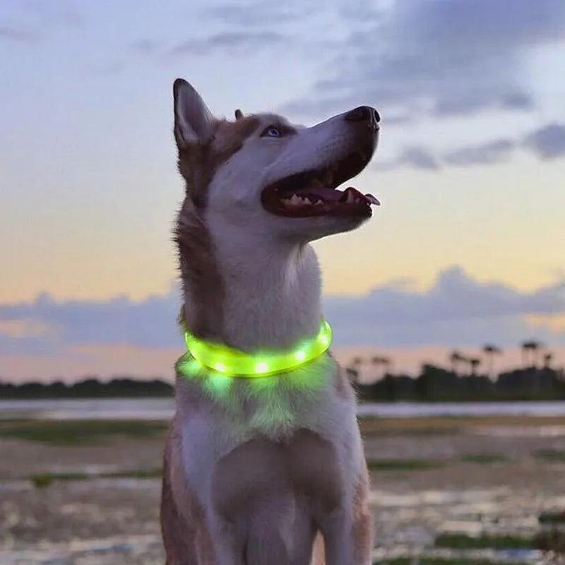 LED Luminous Dog Collar – USB Rechargeable Waterproof